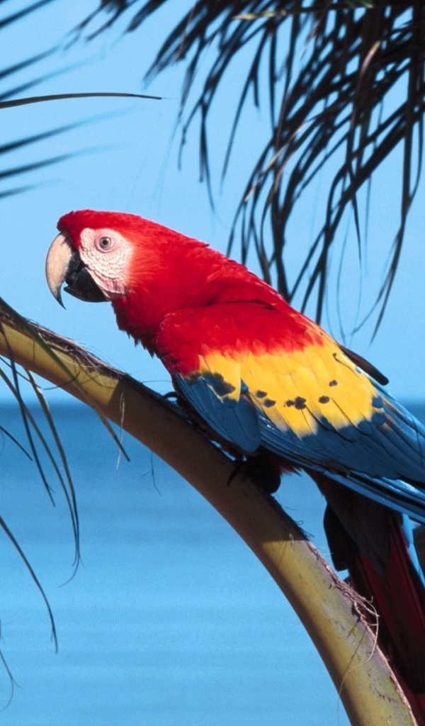 Попугай на пляже 