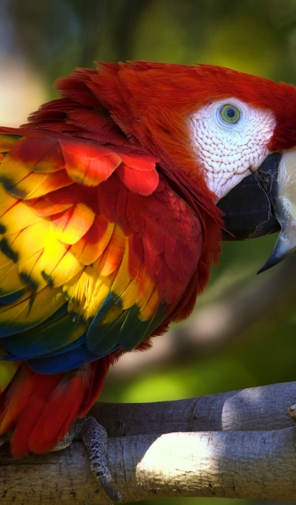 Попугай Ара на ветке
