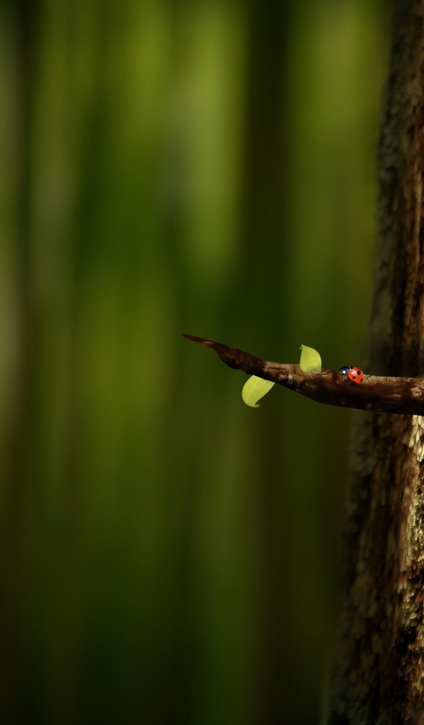 Попугай на ветке