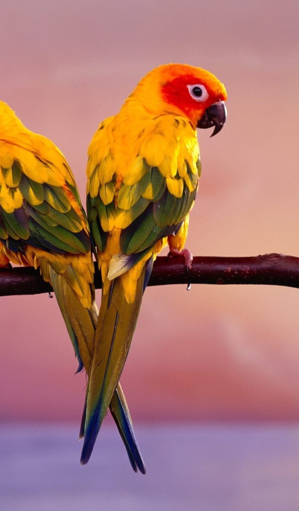 Пара попугаев