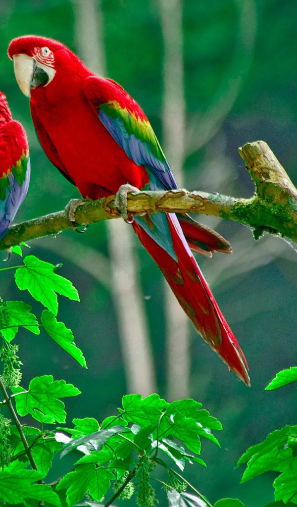 Рай для попугаев 