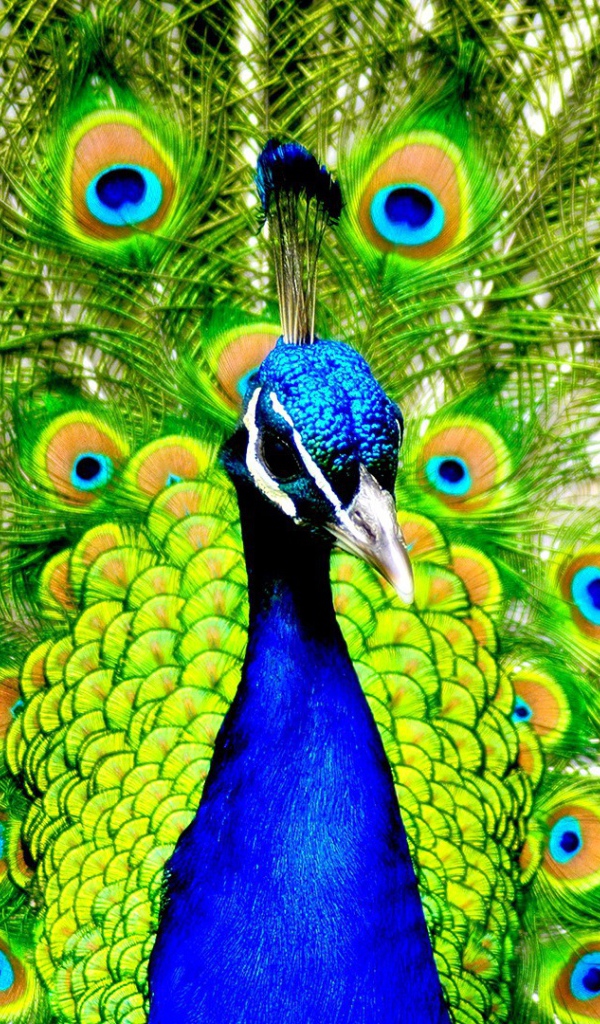 Павлин с распущенным хвостом