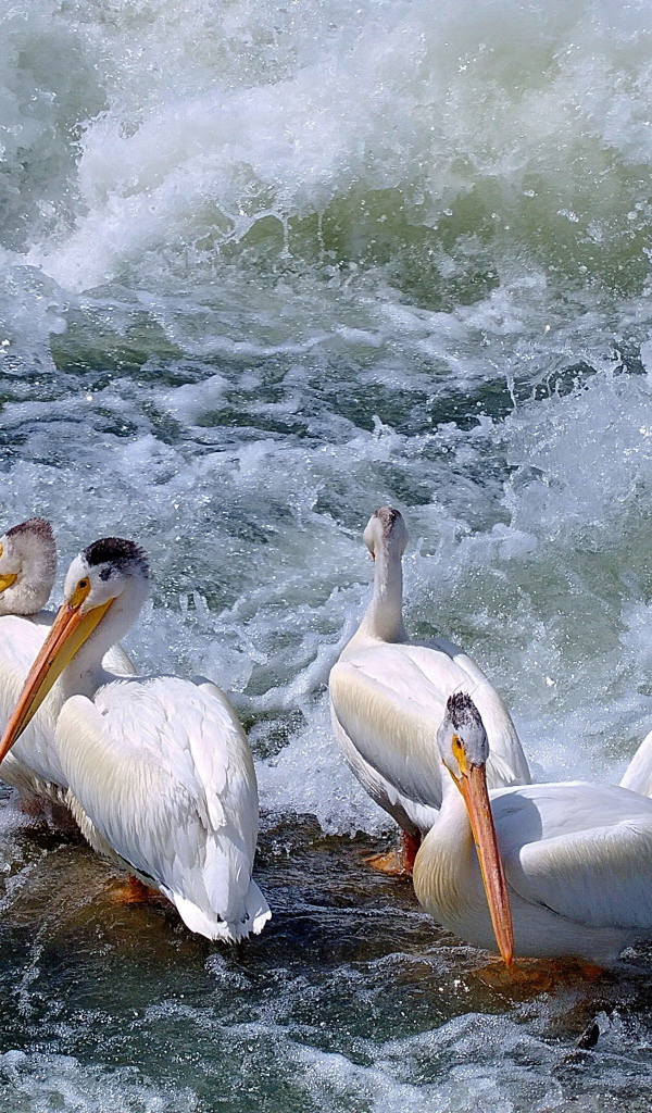 Пеликаны среди волн