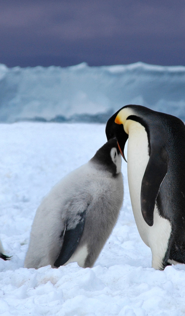 Пингвин кормит птенца