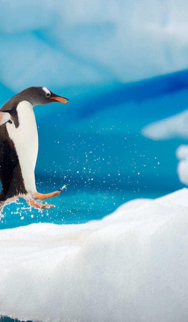 Пингвин выпрыгнул из воды