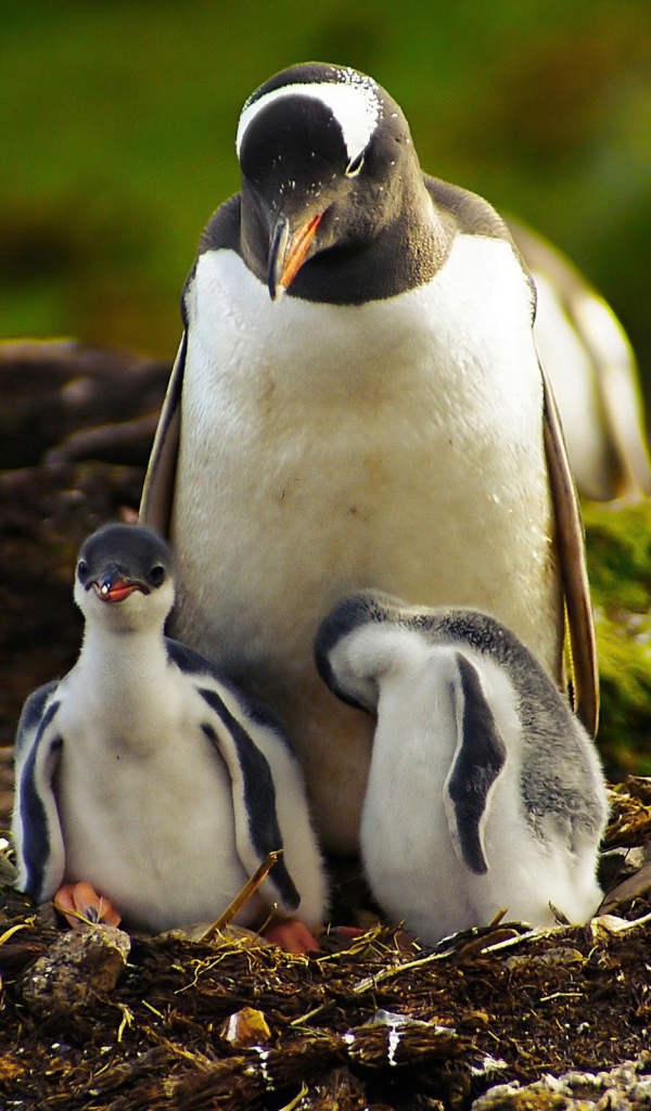Пингвин с птенцами