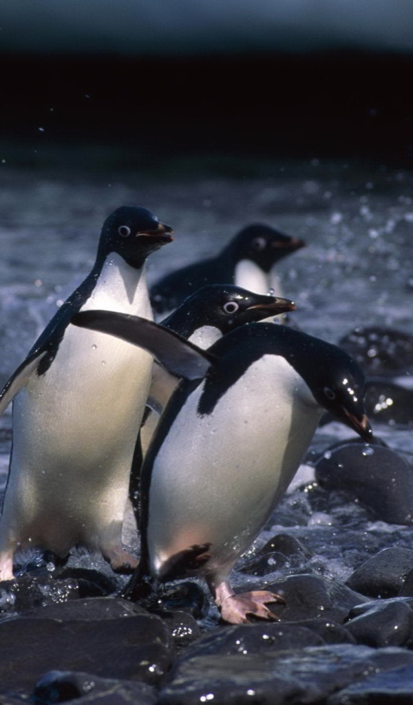 Пингвины бегут по камням