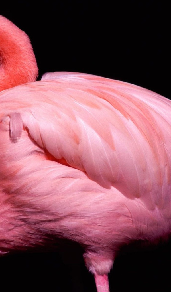 Розовый фламинго 