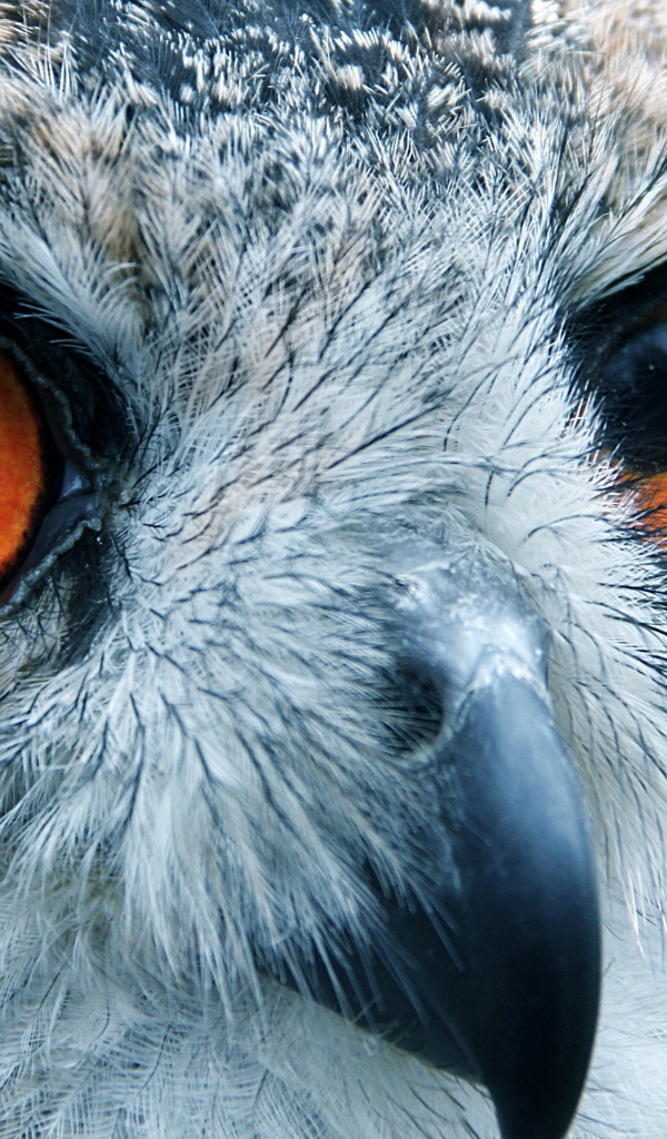 Портрет совы