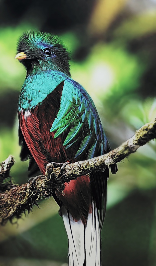 Птица кетцаль 