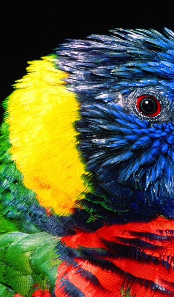 Птица Лорикет