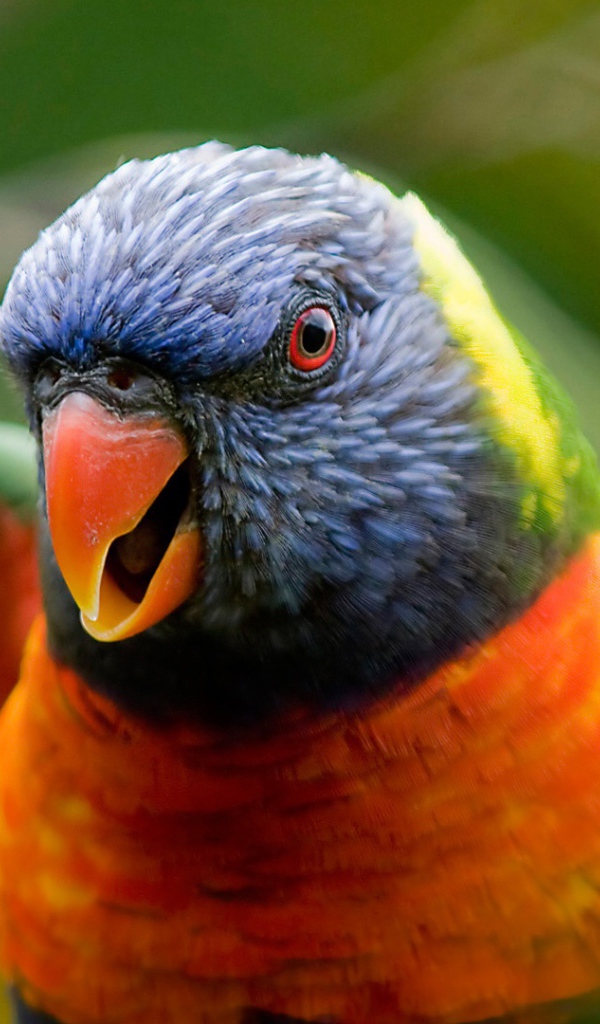 Радужный попугай