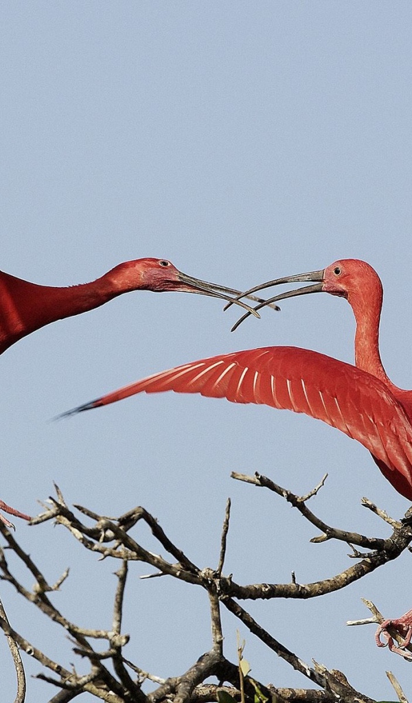 Красные журавли