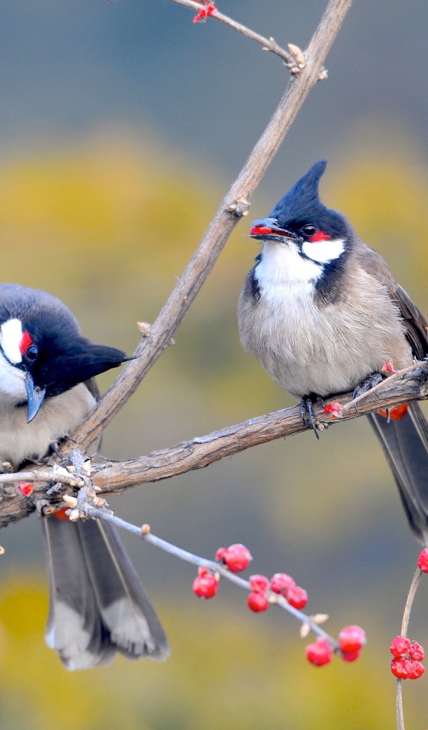 Красноусые птицы 
