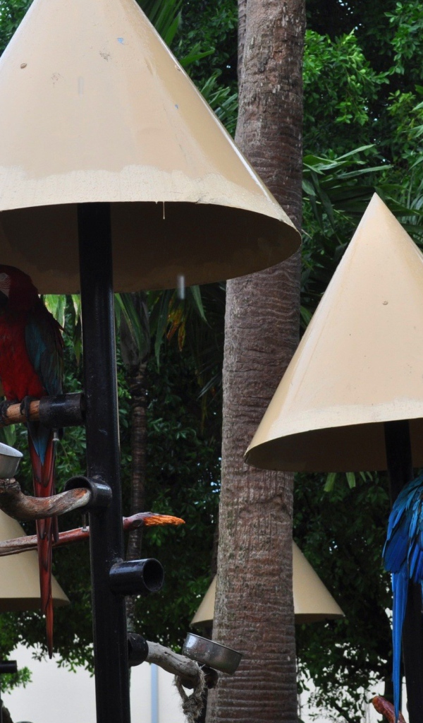 Крыши для попугаев