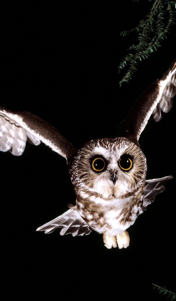 Сова в полете 