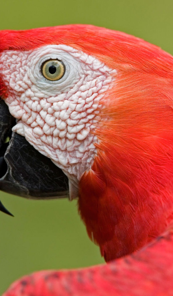 Амазонский попугай