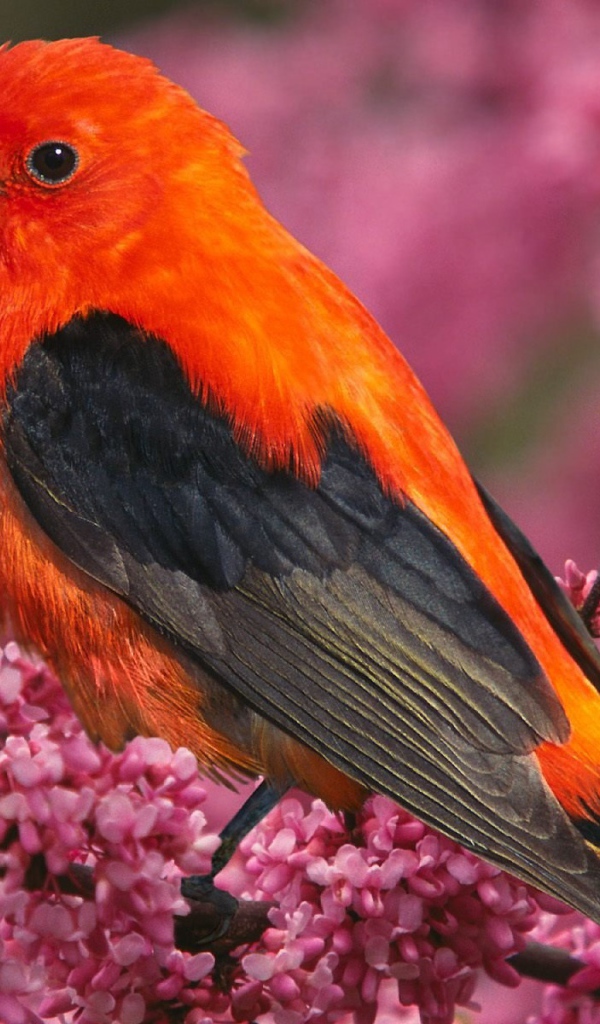 Алая танагра