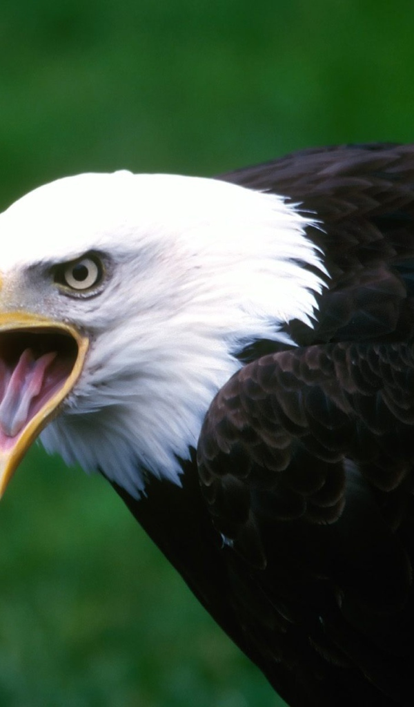 Кричащий орел