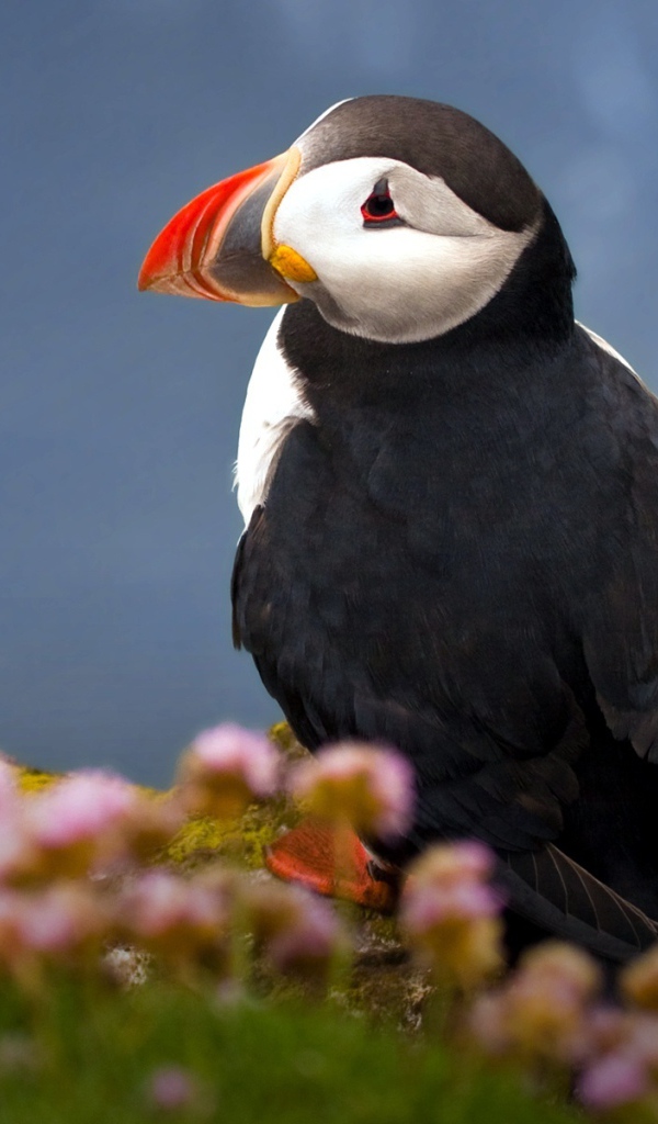 Атлантический тупик