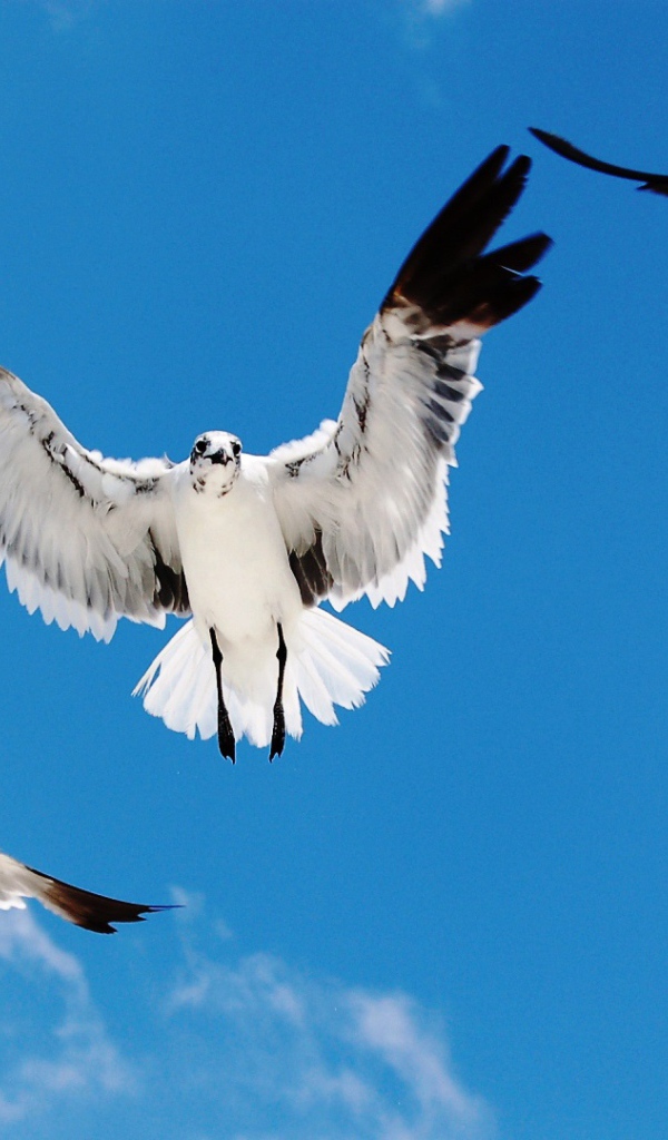 Seagulls attack