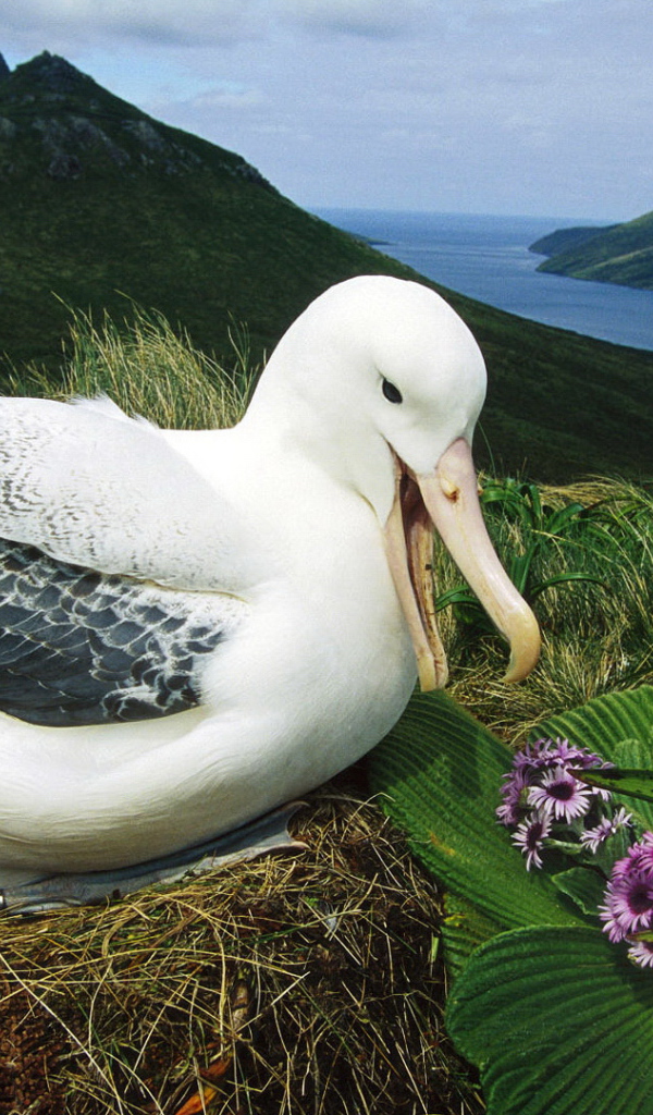 Альбатрос сидит на гнезде