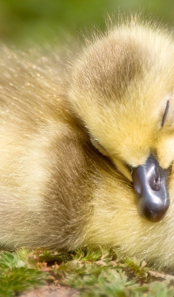 Спящий утенок