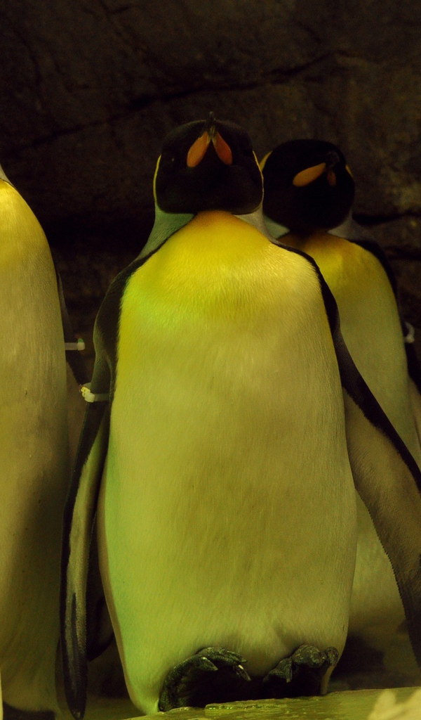 Спящие пингвины 