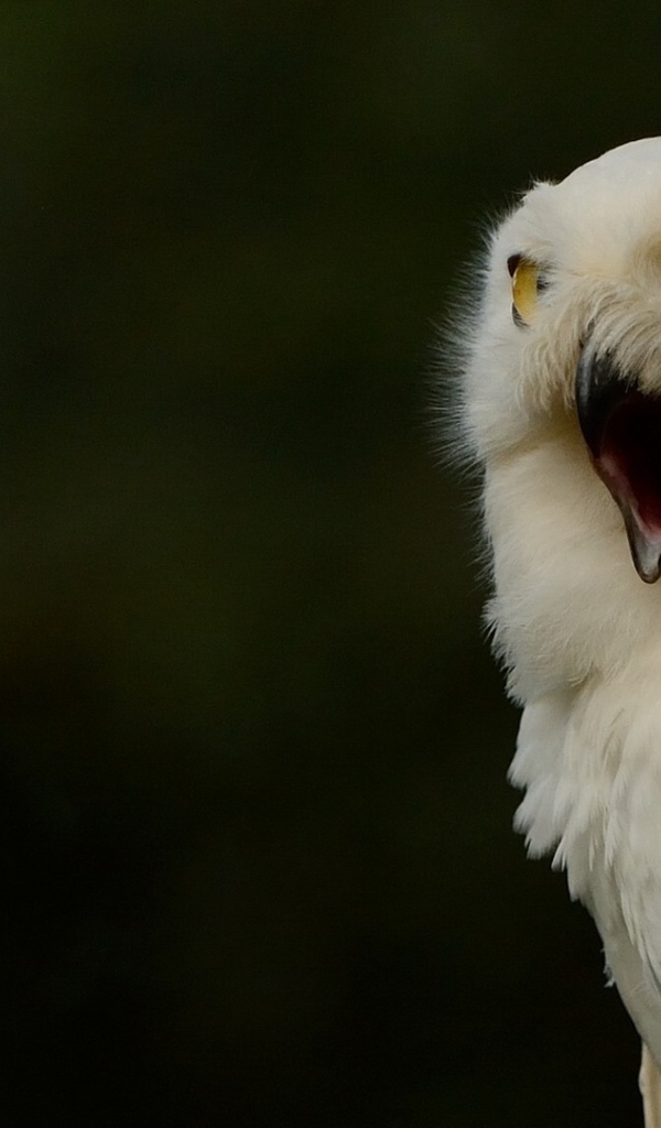 Крик белой совы