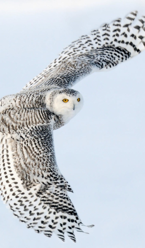Снежная сова