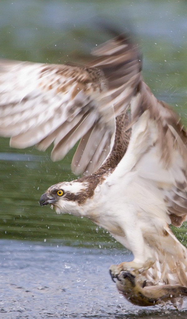 Сокол схватил рыбу