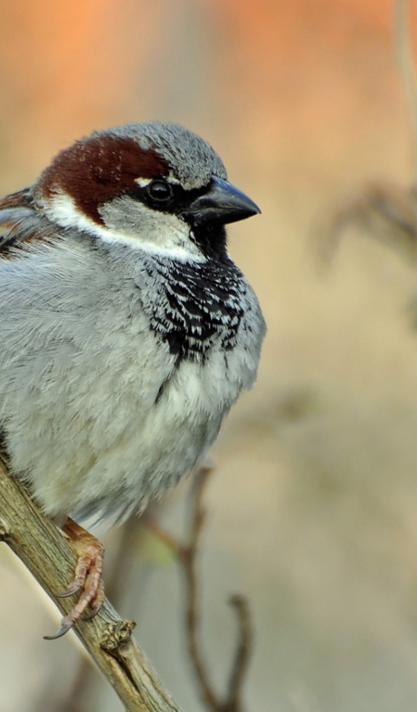 Воробей на ветке