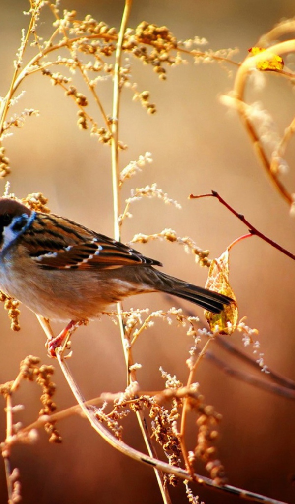 Воробей сидит на ветке