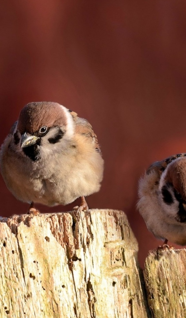 Воробьи сидят на заборе