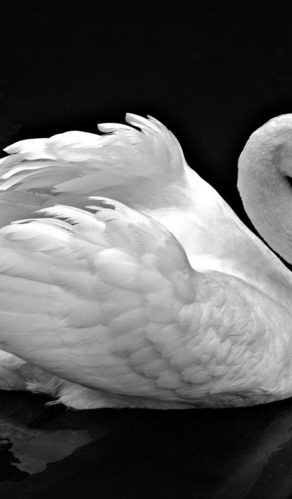 Лебедь невероятной красоты