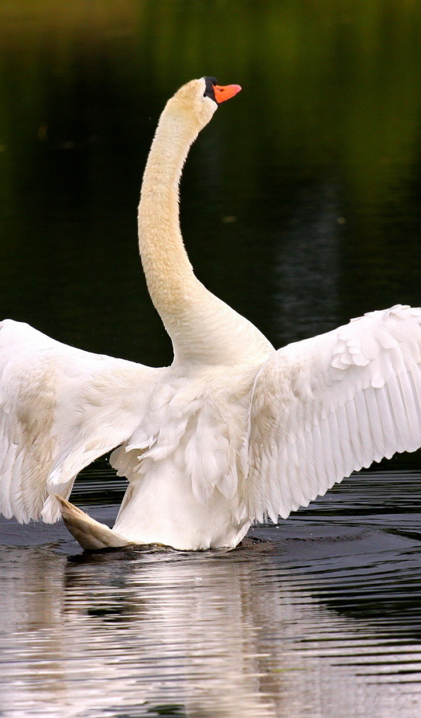 Лебедь собирается взлететь