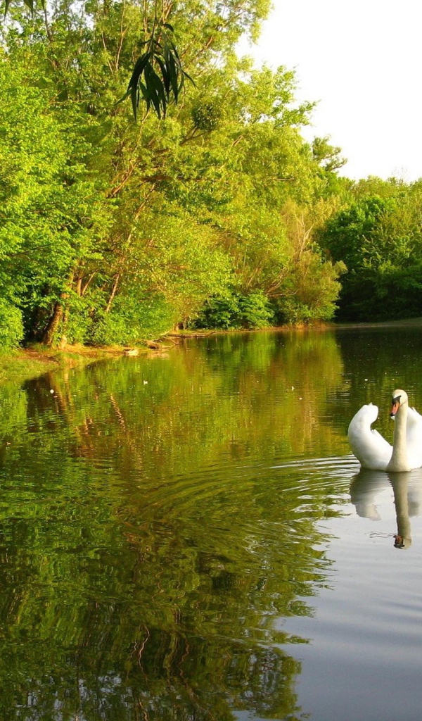 Лебединое озеро