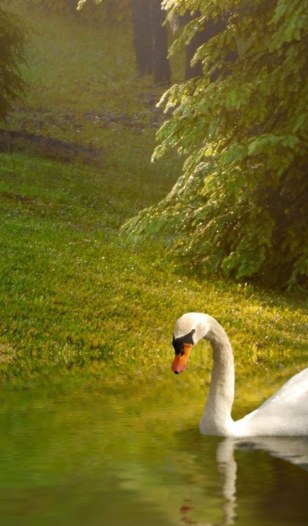 Лебедь у берега