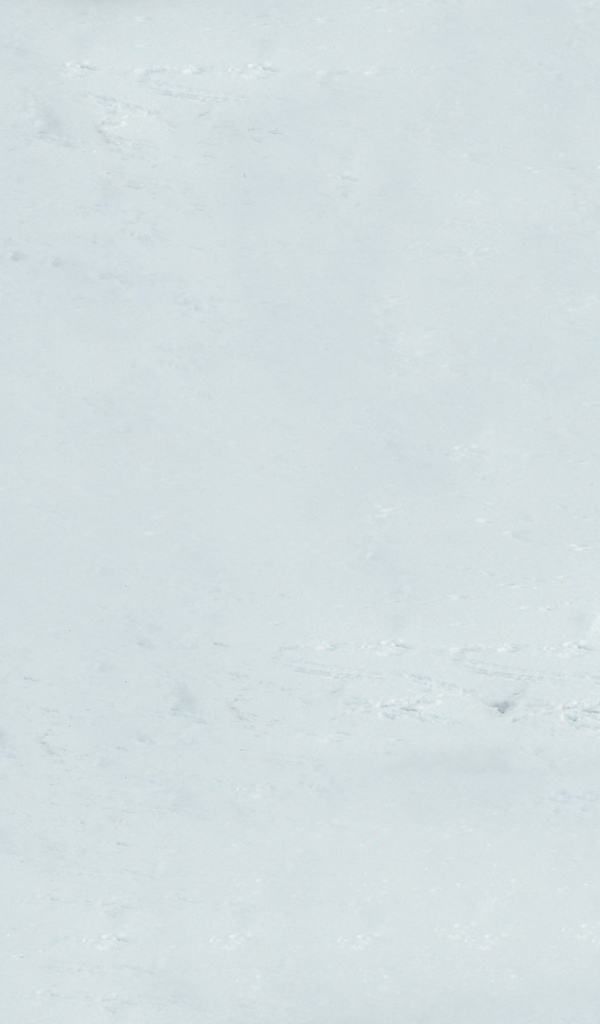 Лебедь на снегу