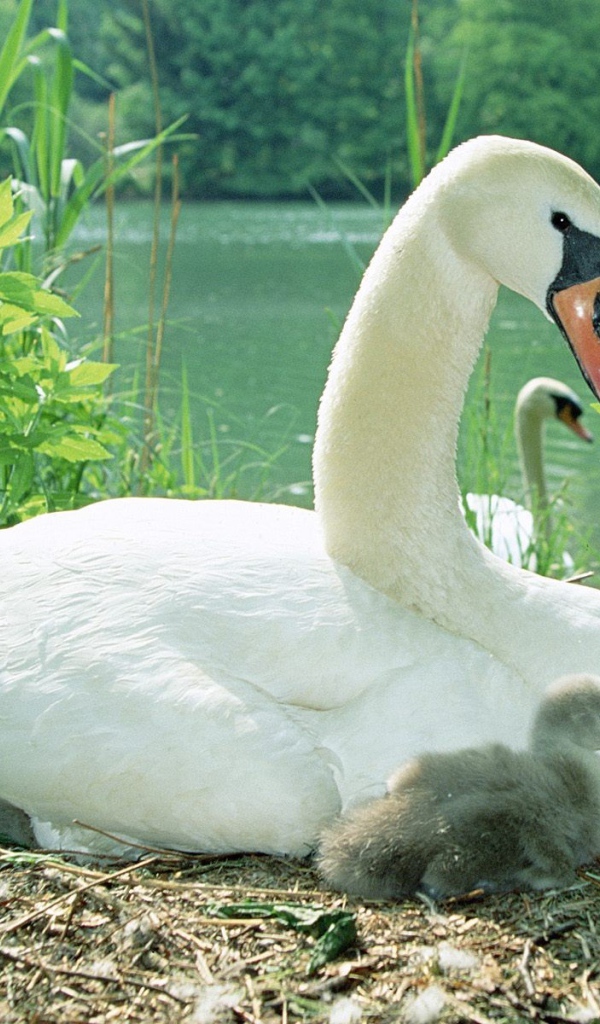 Лебедь с птенцом
