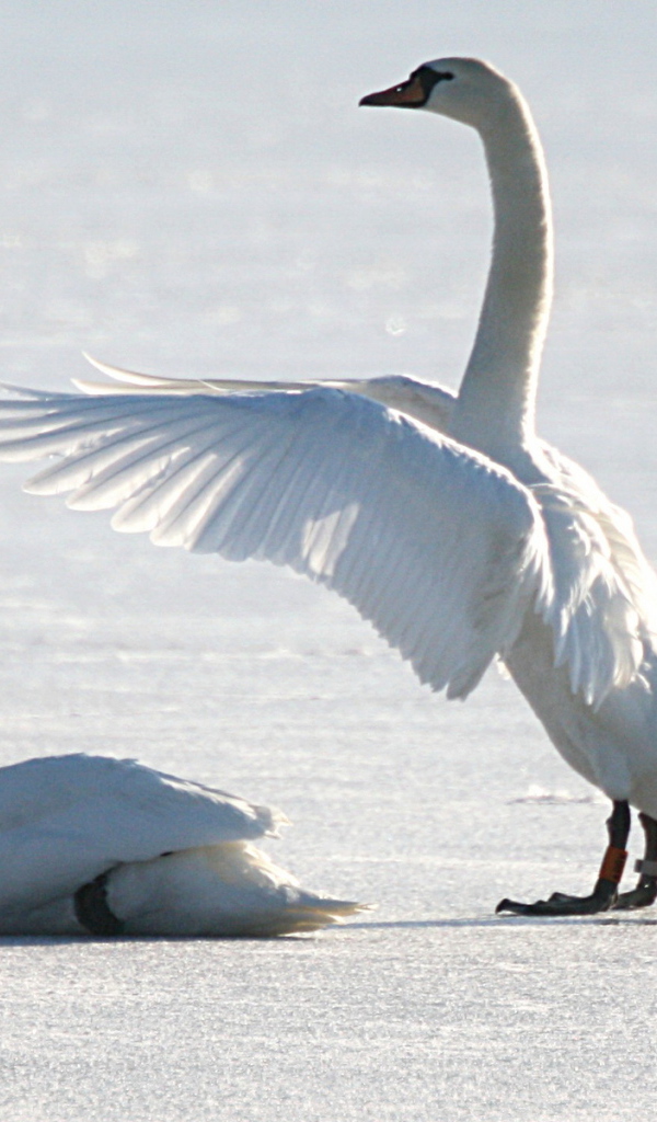 Лебеди на снегу