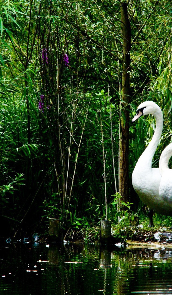 Лебеди на берегу озера