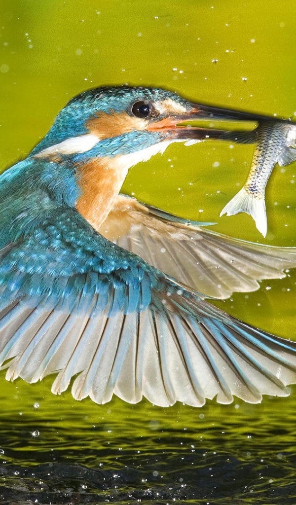 Птица поймала рыбу