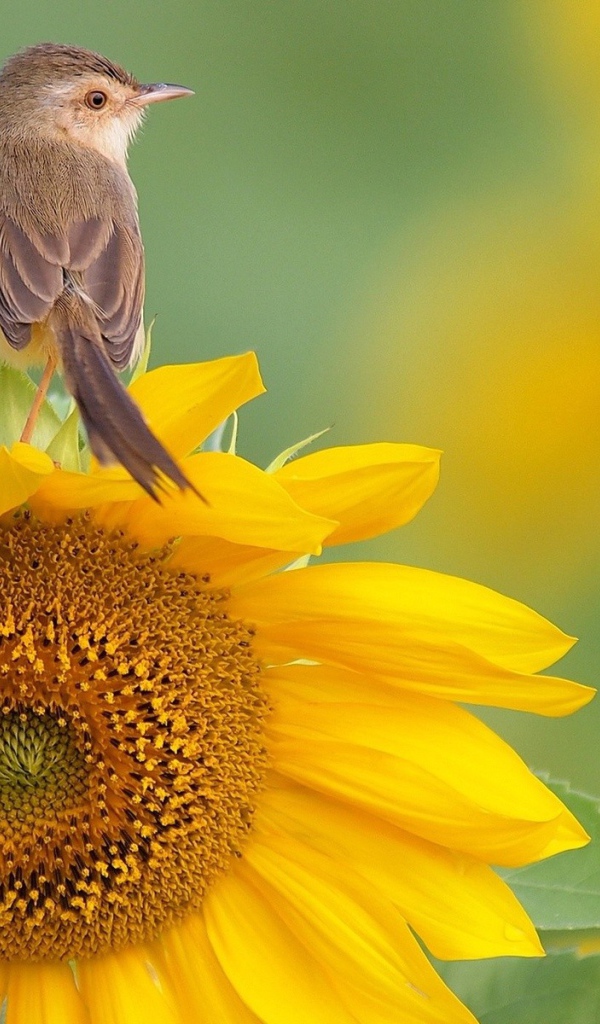 Птица сидит на подсолнухе