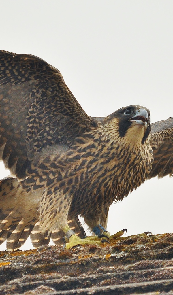 Птица расправила крылья