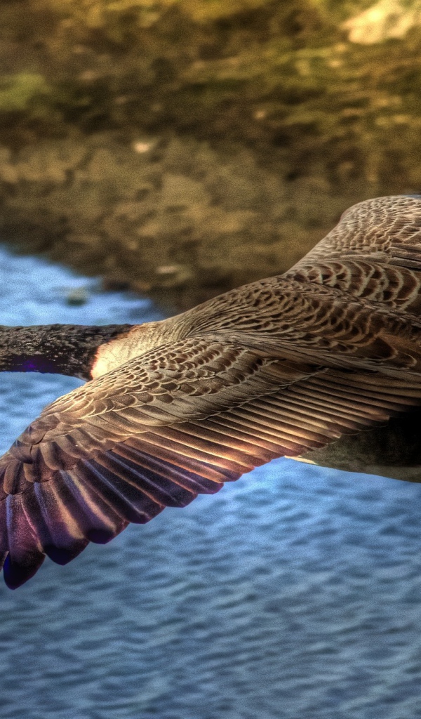 Утка в полете