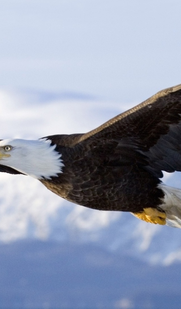 Орел парит над горами