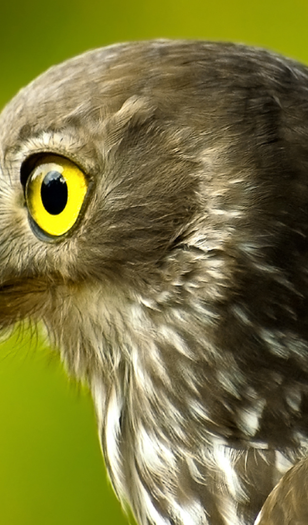 Голова сокола