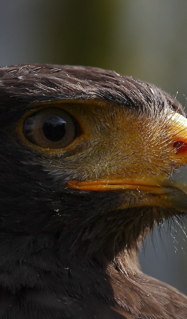 Голова орла