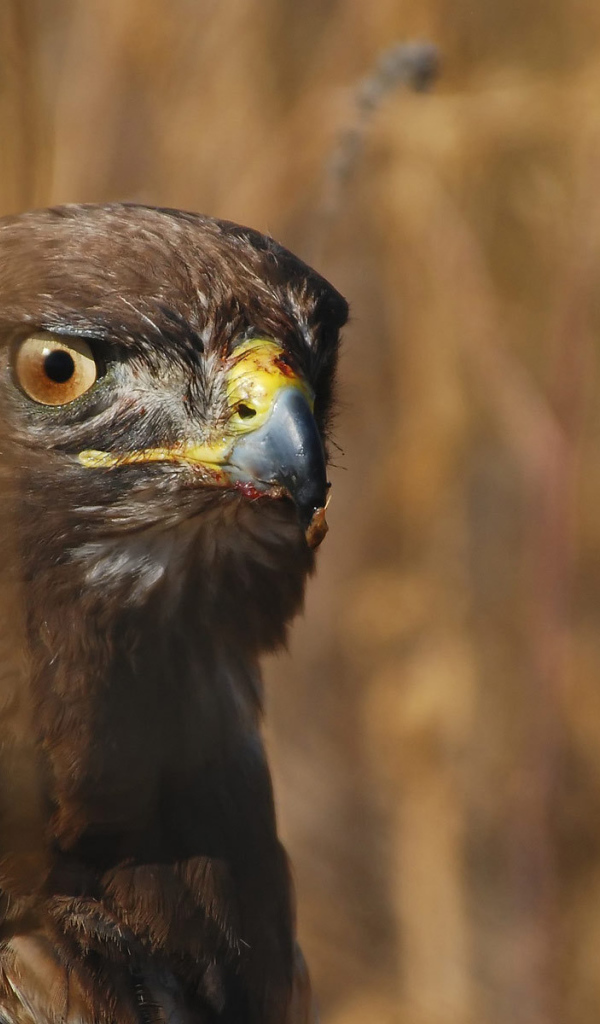 Голова орла